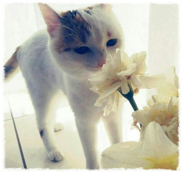 profumi di primavera