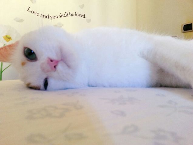 ci dobbiamo proprio alzare?