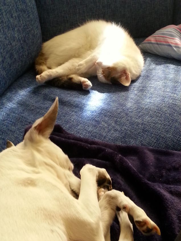 pennichella pasquale