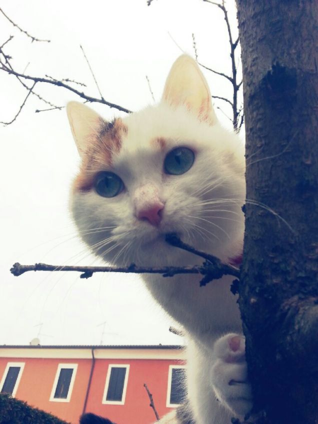 datemi un albero e controllerò il mondo