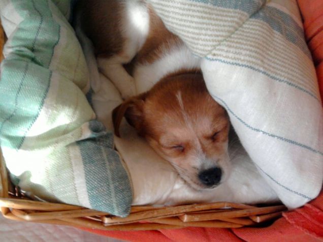 La Piccola Peste Miky 