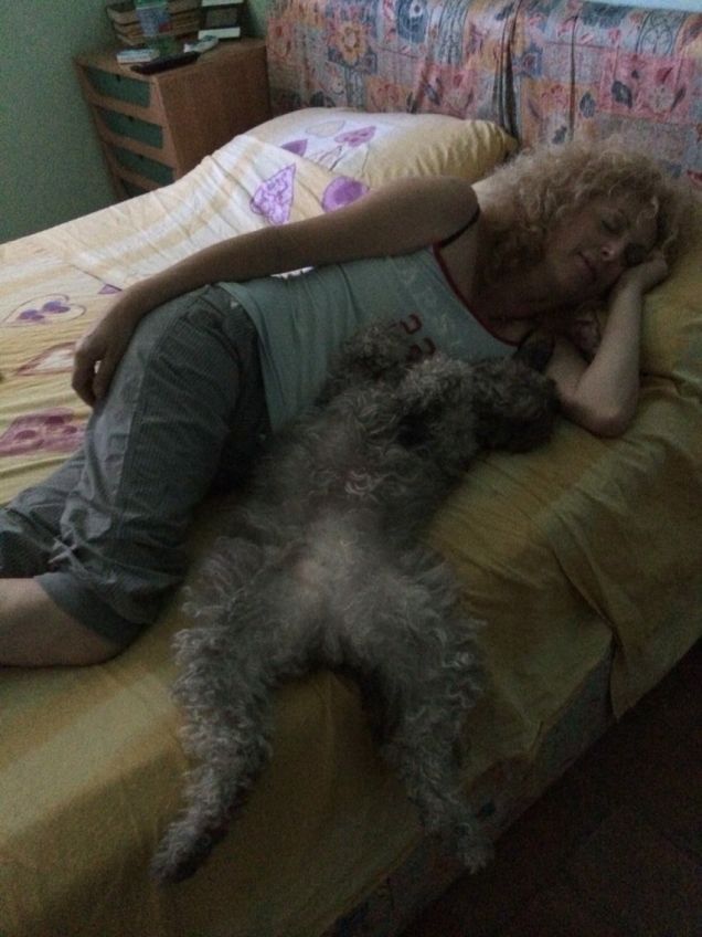 Pennichella pomeridiana