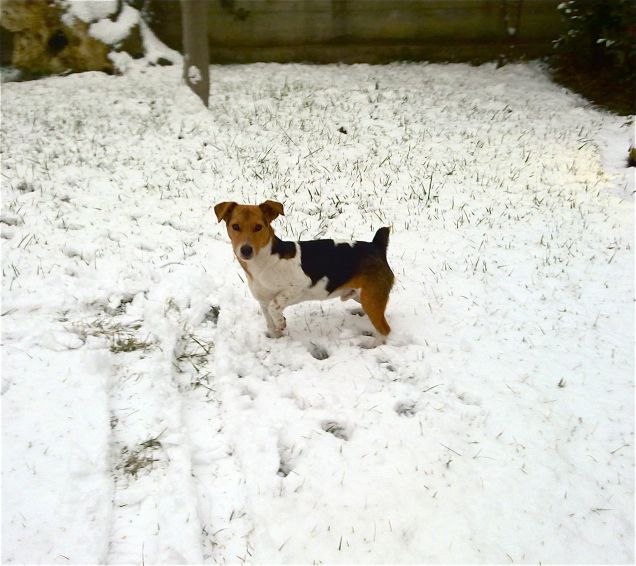 A jack piace la neve:)