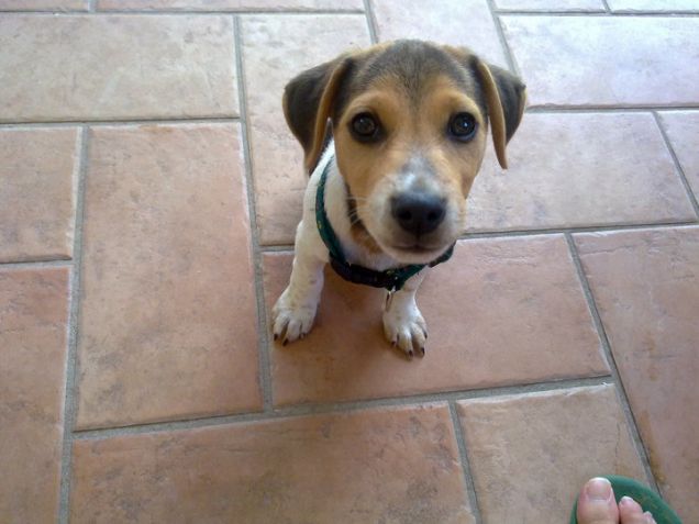 La mia piccola palla di pelo!