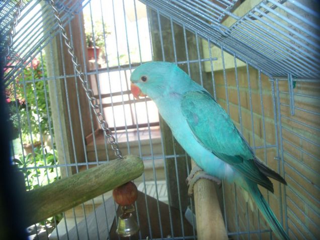 il mio parrocchetto Leo