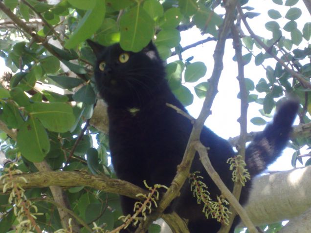 in giro sugli alberi