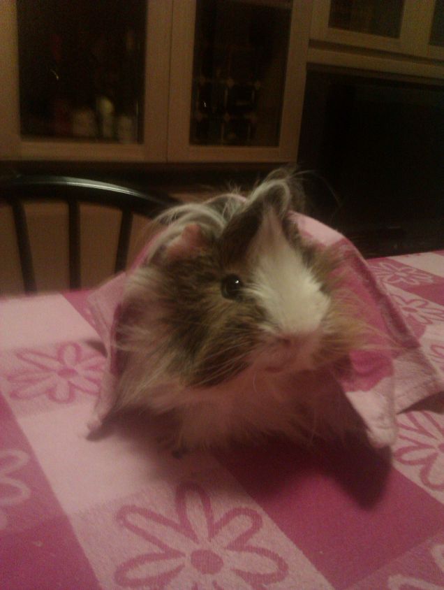 Leoncino a sorpresa!