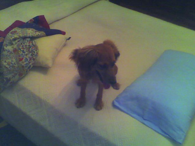 comoda, la cucciola!