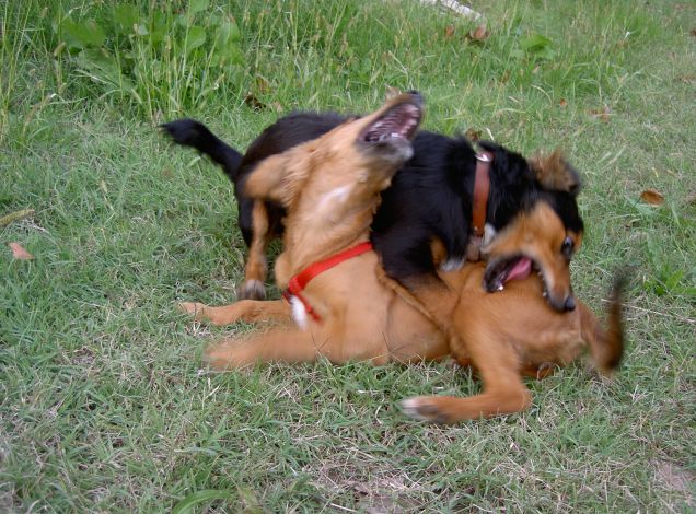 lotta feroce per gioco