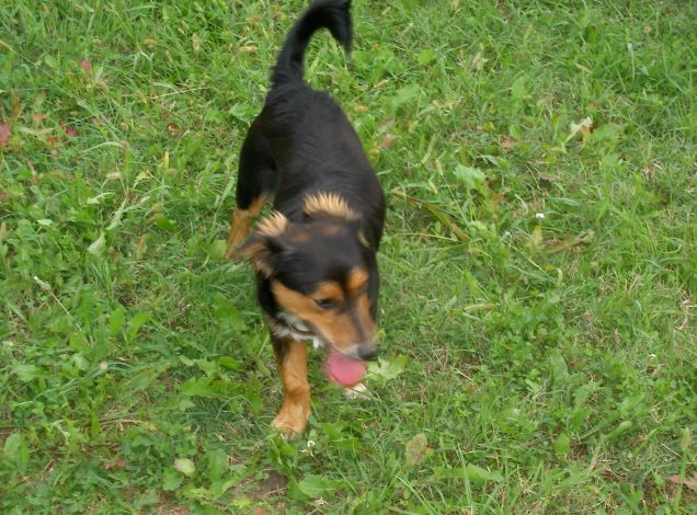 uma e toby amici di zampa