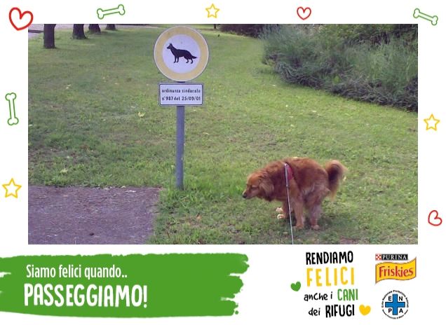 cane irriverente
