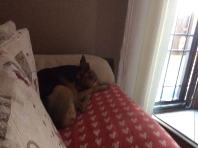 Il riposo del padrone di casa