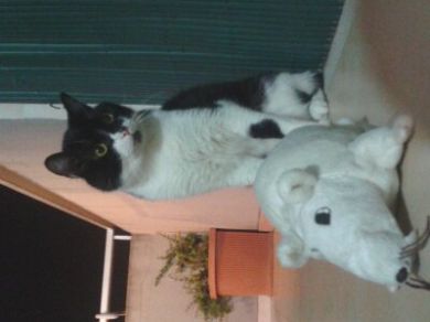 Baloo