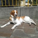 Il mio amico a 4 zampe