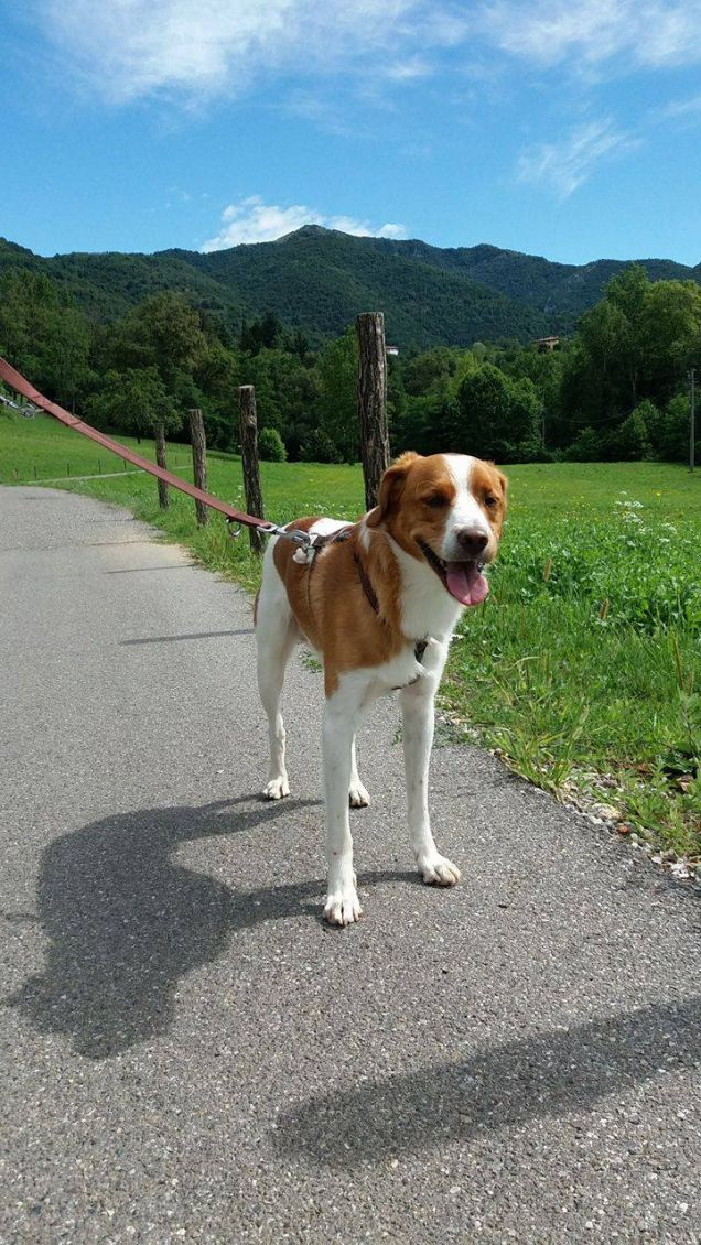 Passeggiata nei prati