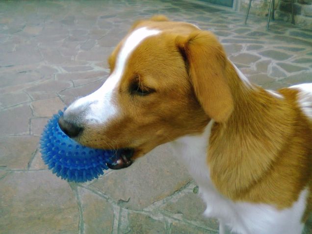 Giocherellone!