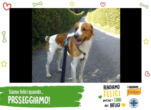 Il mio amico a quattro zampe