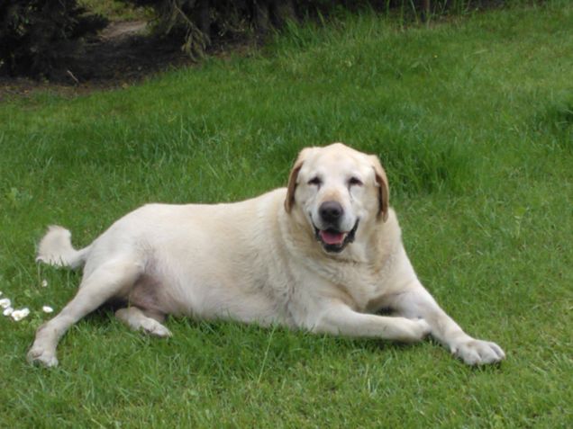 la felicità non ha età