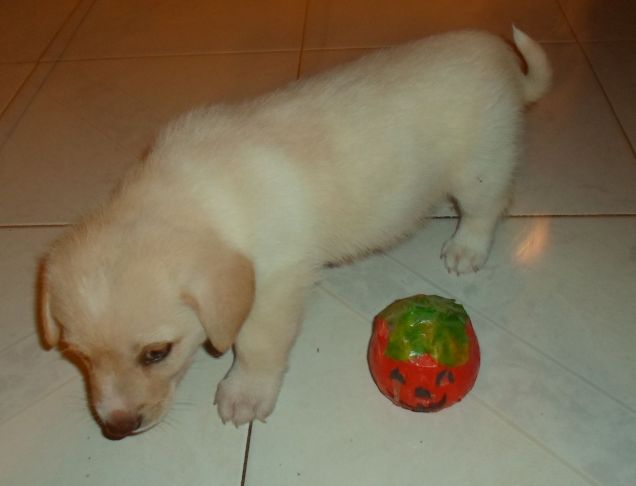 Il mio cucciolo con la zucca!
