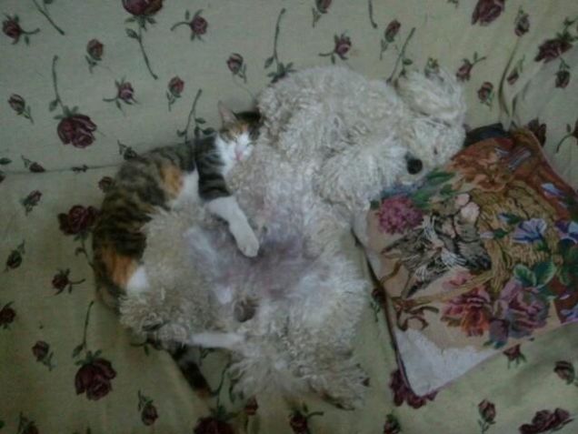 rex e lulù inseparabili fratellini