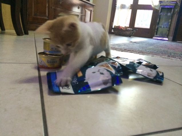 fuffy in dammi la pappa