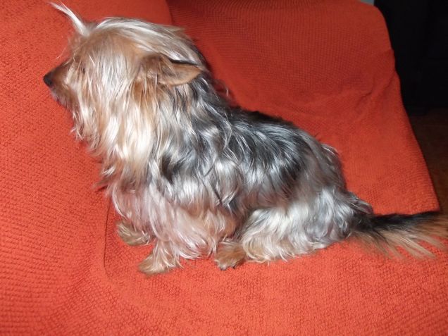 appena fatto il bagnetto