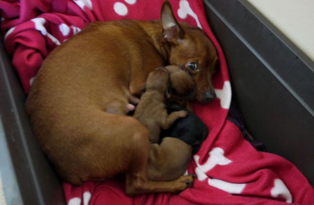 Ecco i miei cuccioli