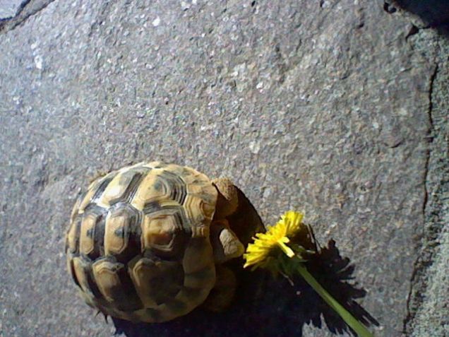 Un fiore come spuntino