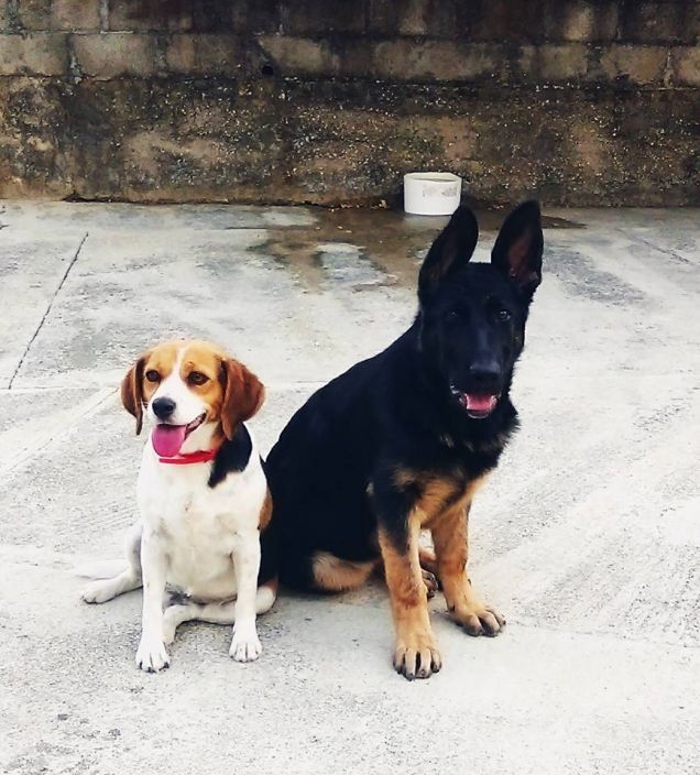 Stanlio e Olio inseparabili