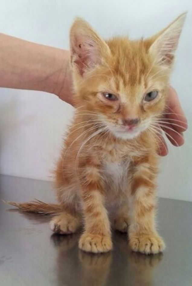 Dean, Amore a prima vista...