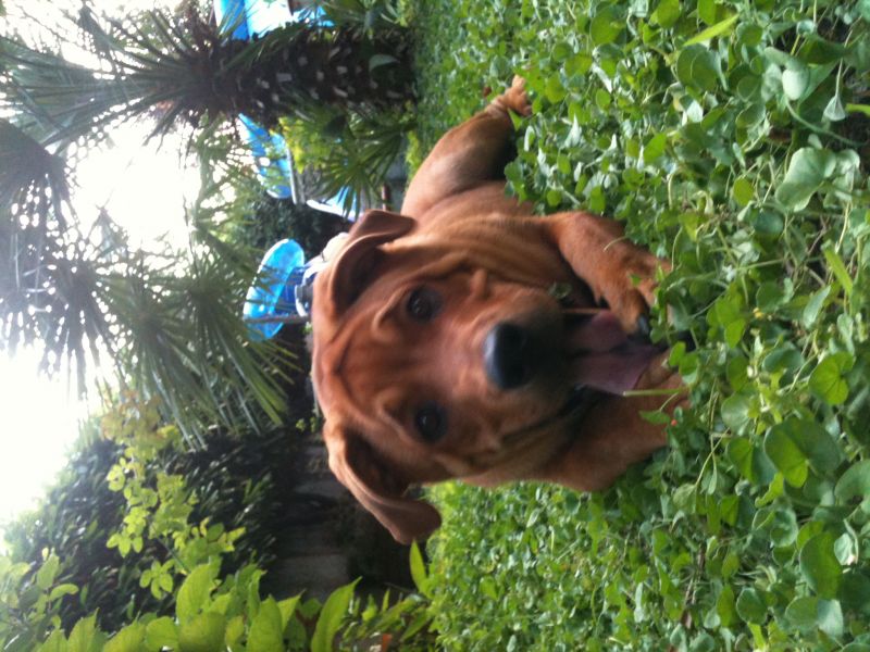 AAA fidanazata cercasi