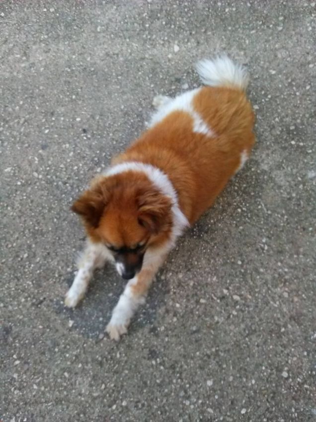 Posizione grattini in testa 