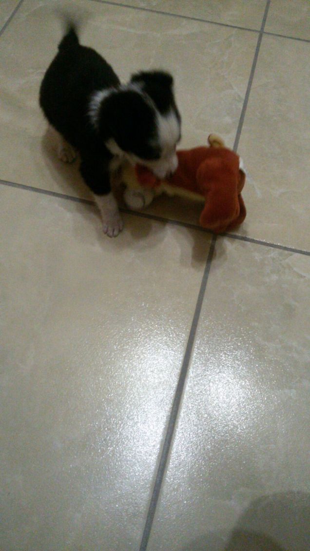 appena arrivato a casa..