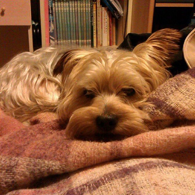 sn un orsacchiotto pelosoooo