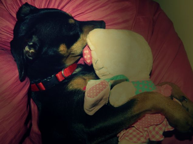 Il mio cagnolino che dorme beato