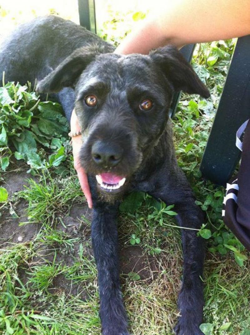 RUFUS splendido meticcio nero salvato dalla perrera, buonissimo ed intelligentissimo!