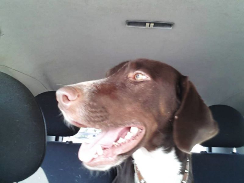 ***ADOTTATA*** ALICE bella come il sole e dolce come il miele... dalla perrera