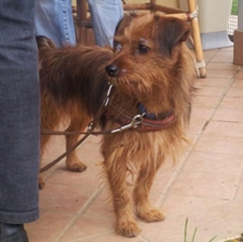 ***ADOTTATO***PIO piccolo scricciolo salvato dalla perrera