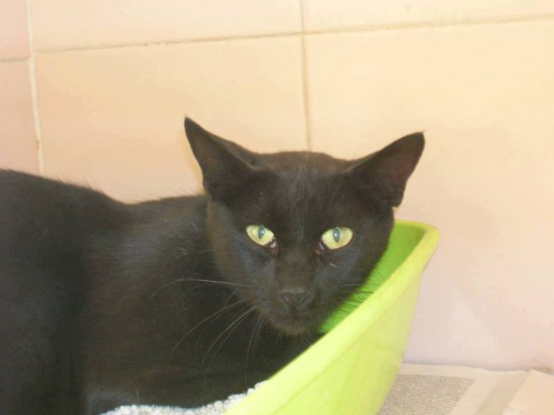 ***ADOTTATA***CAMILLA splendida panterina salvata dalla perrera