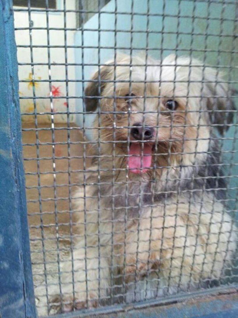 ***ADOTTATO***LIBERO... non spegniamo il suo dolcissimo sorriso!