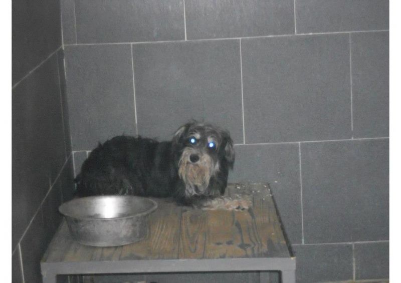 ***ADOTTATO***BAFFETTO terrorizzato in un angolo della sua cella in perrera... 