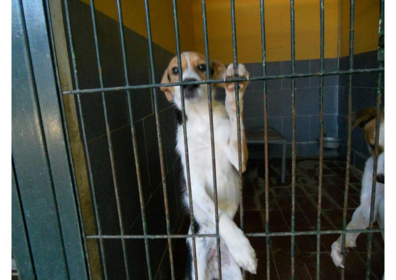 ***ADOTTATA***BIMBA aggrappata alle sbarre della sua cella... implora di essere salvata dalla perrera!