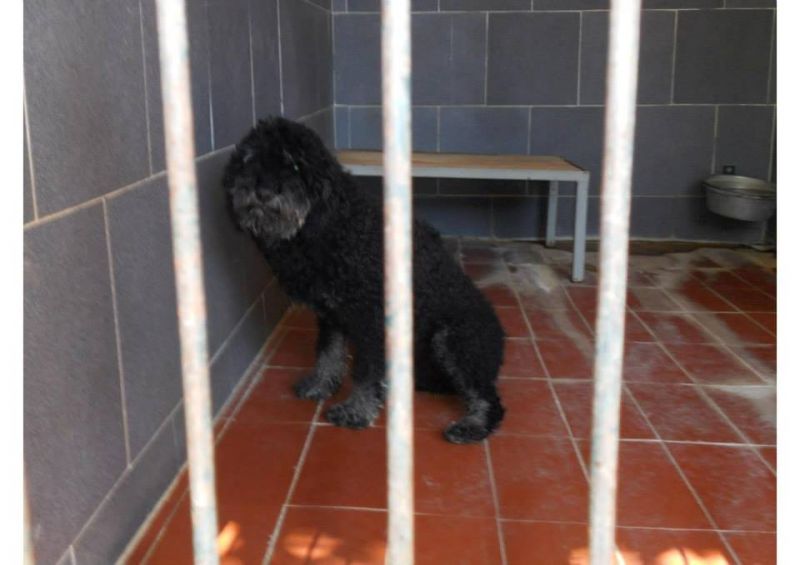 ***ADOTTATA***NERINA, femmina perro de agua da salvare dalla perrera, o morirà!