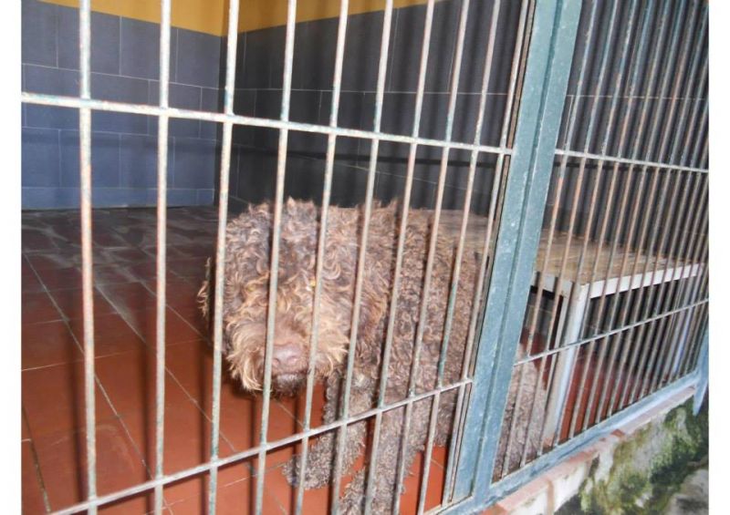 ***ADOTTATO***ZAK, perro de agua da salvare dalla perrera!