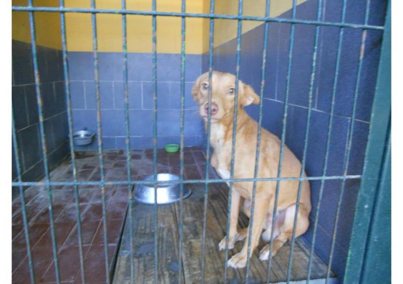 ***ADOTTATO***GUSS stupendo podenco da salvare dalla perrera, o morirà!