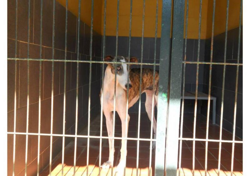 ***ADOTTATA***ROSE, stupenda galga (levriero spagnolo) da salvare dalla perrera