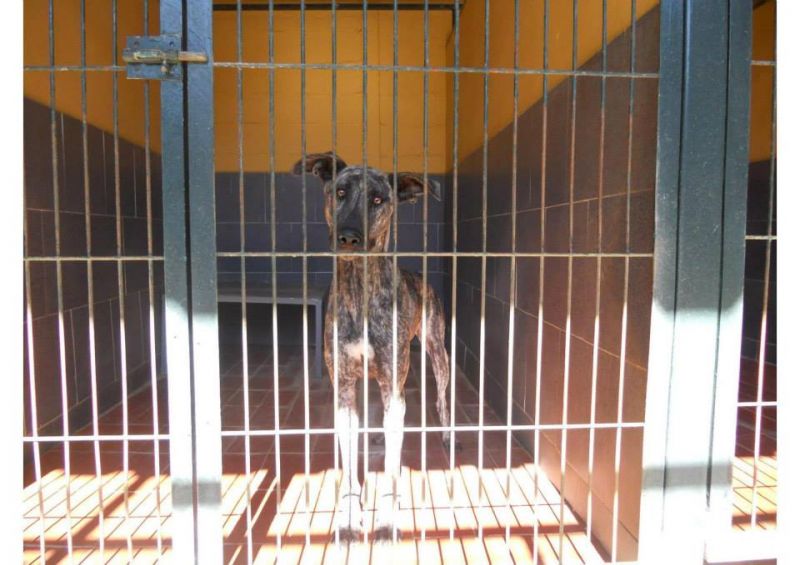 ***ADOTTATA***TITTY incrocio galgo (levriero spagnolo) da salvare dalla perrera!