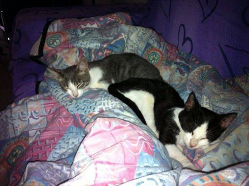 ***ADOTTATI...INSIEME!***GEMMA e TORO, piccoli micini di 5 mesi salvati dalla perrera