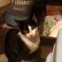 ***ADOTTATO***WILLOW dolcissimo micio nero e bianco salvato dalla perrera