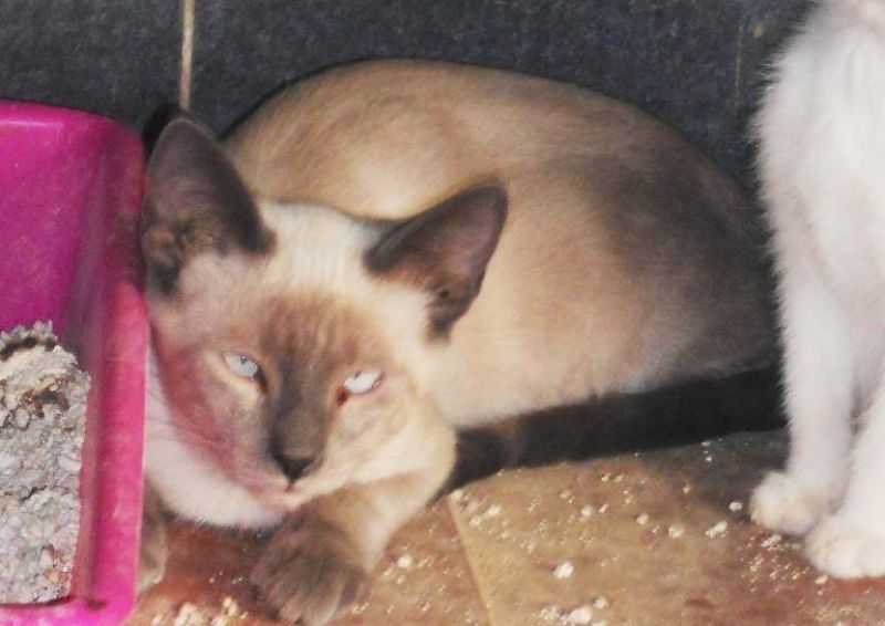 ***ADOTTATO***SONNY siamese di 8 mesi circa salvato dalla perrera